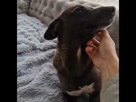 Youtube Vorschau - Video ID XX_00_fB0xU