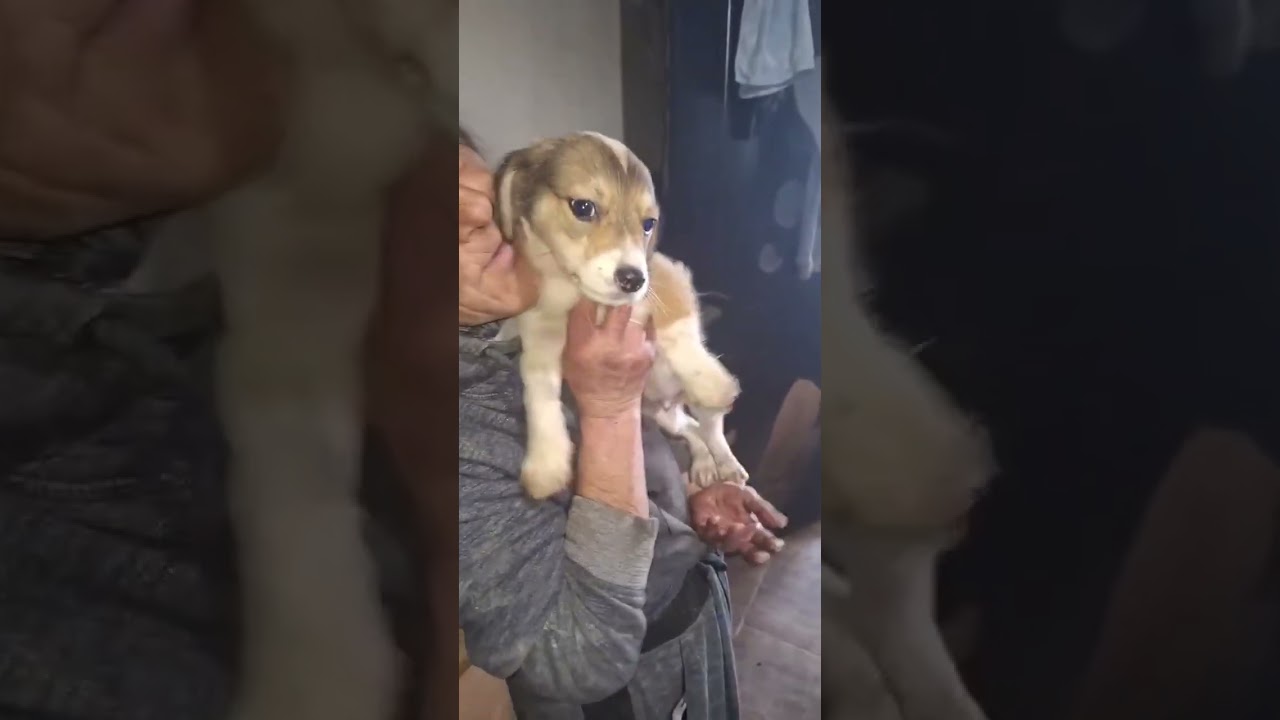 Youtube Vorschau - Video ID XYLPZa8pZIo