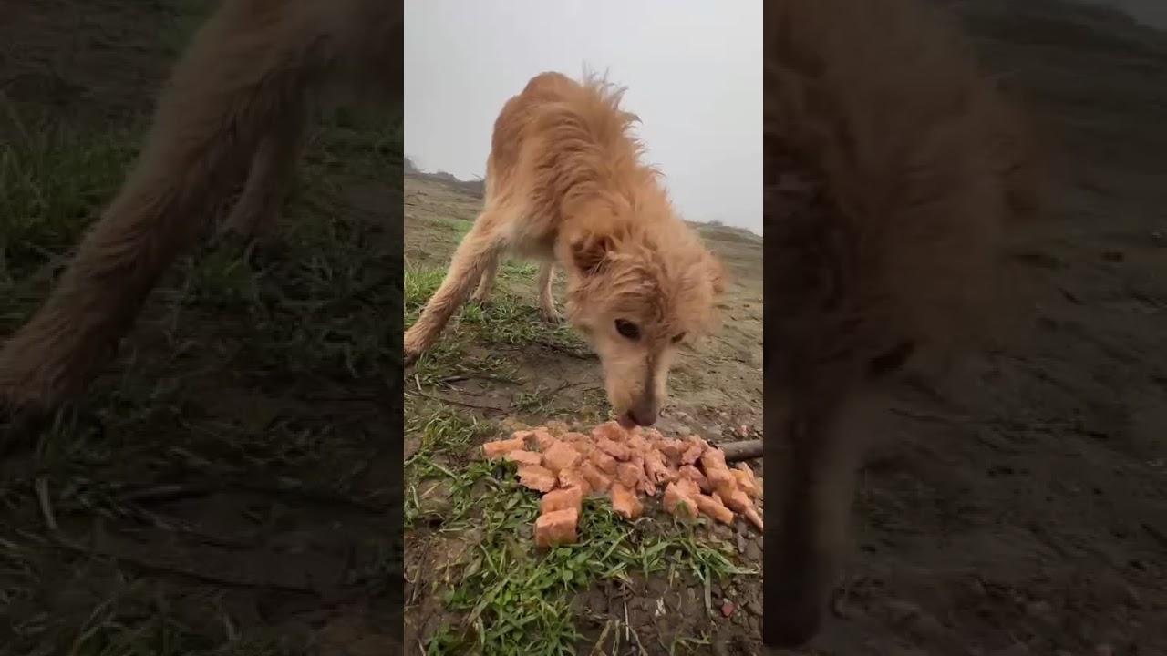 Youtube Vorschau - Video ID X_pZLaR3nlc