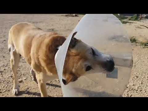 Youtube Vorschau - Video ID Xwy1OyWeU6A