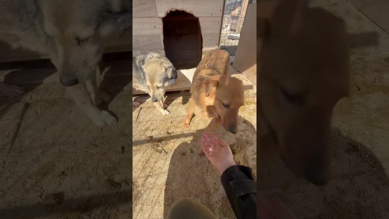 Youtube Vorschau - Video ID Xy7NdkbjdC0