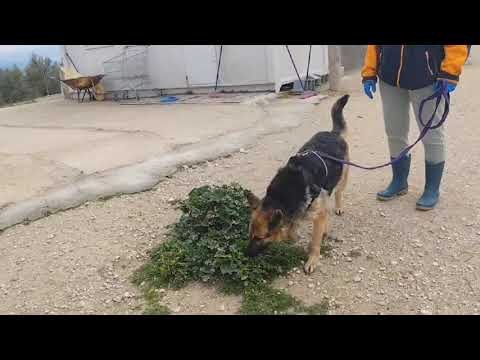 Youtube Vorschau - Video ID Y2zBq393glE