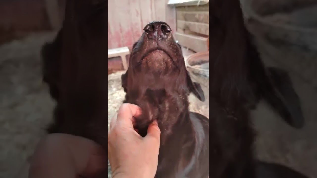 Youtube Vorschau - Video ID Y3mAhAALx7o