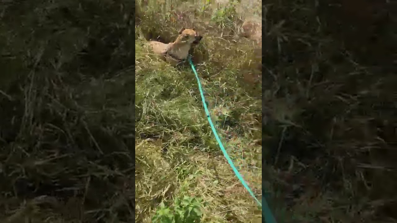 Youtube Vorschau - Video ID YSgE37DmPCk