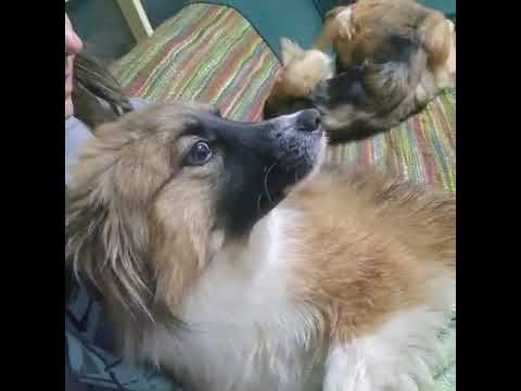 Youtube Vorschau - Video ID YVRvSQFAxG0