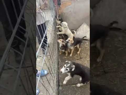 Youtube Vorschau - Video ID YVgxpx_9HdA