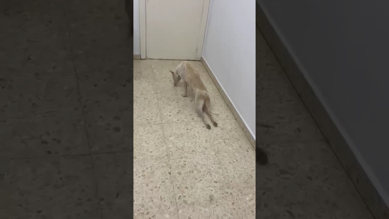 Youtube Vorschau - Video ID YWh9aSo2_Xg