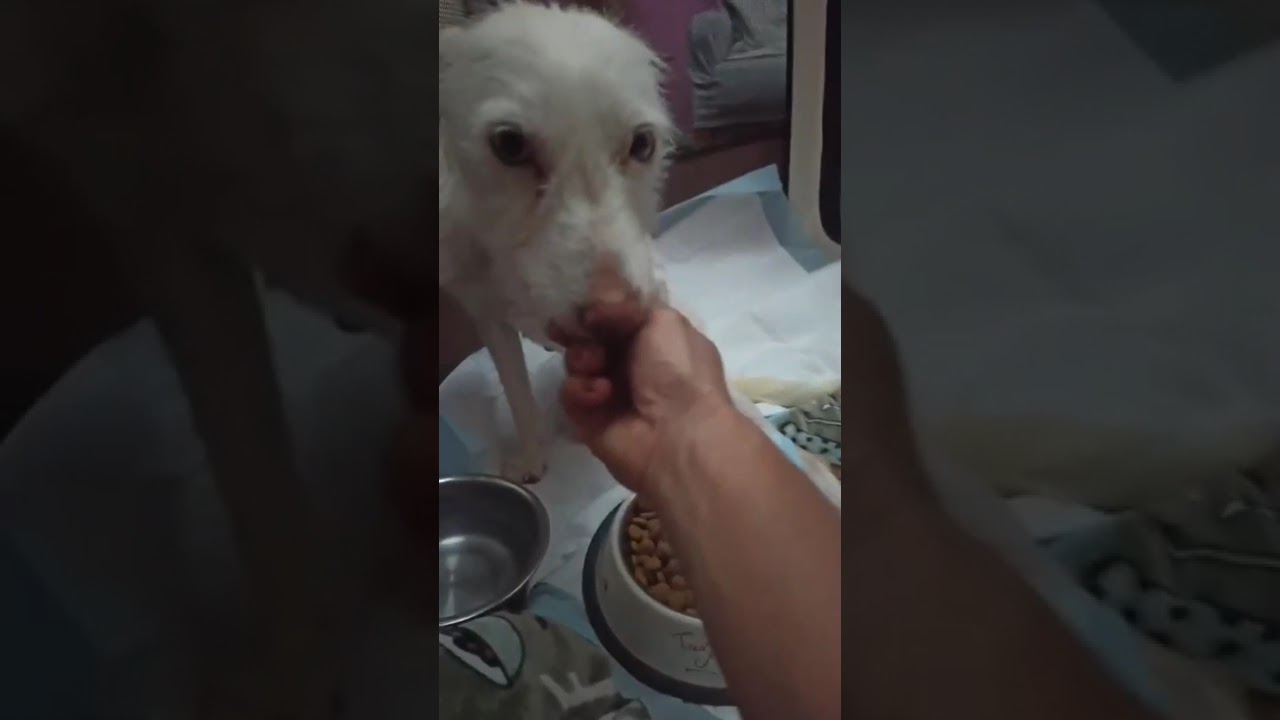 Youtube Vorschau - Video ID YYxvajIxxZ8