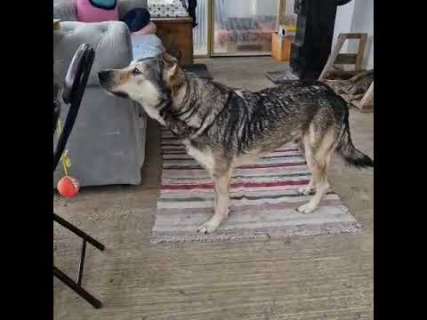 Youtube Vorschau - Video ID YdC64ZWWw-U