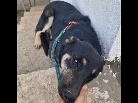 Youtube Vorschau - Video ID Yq6p0ujbl7U