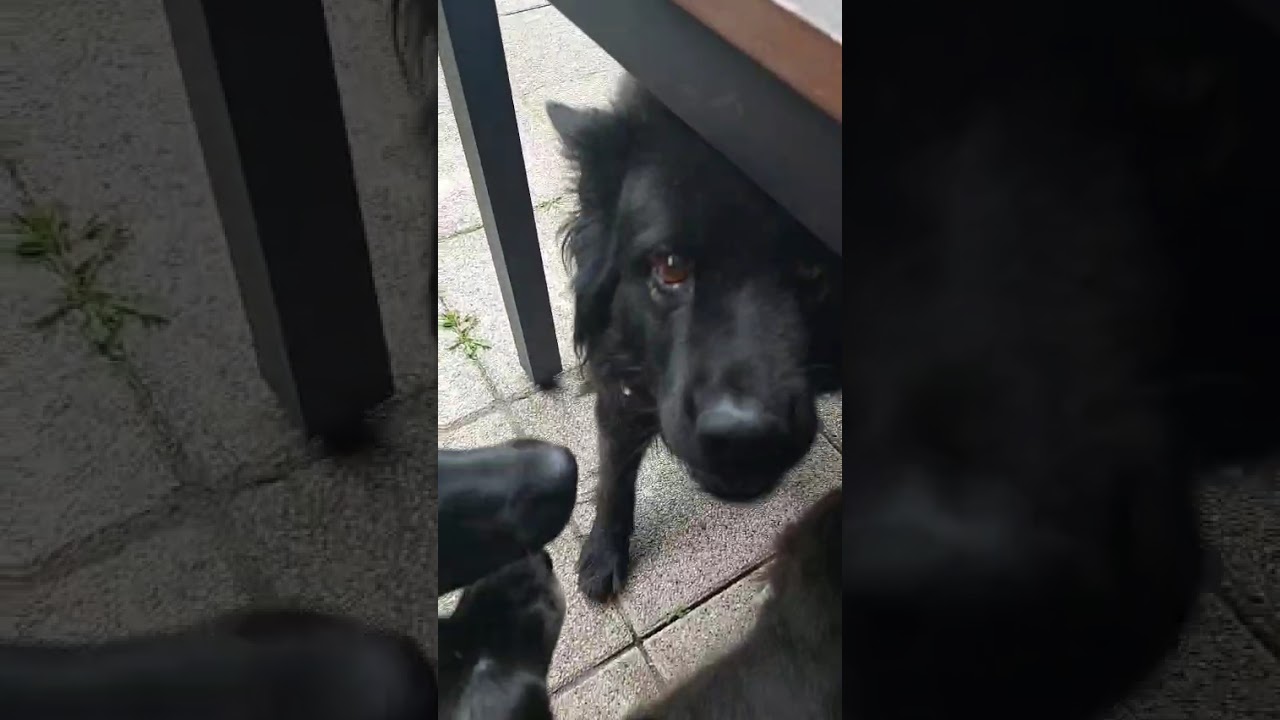 Youtube Vorschau - Video ID YqBSC2FyNOM