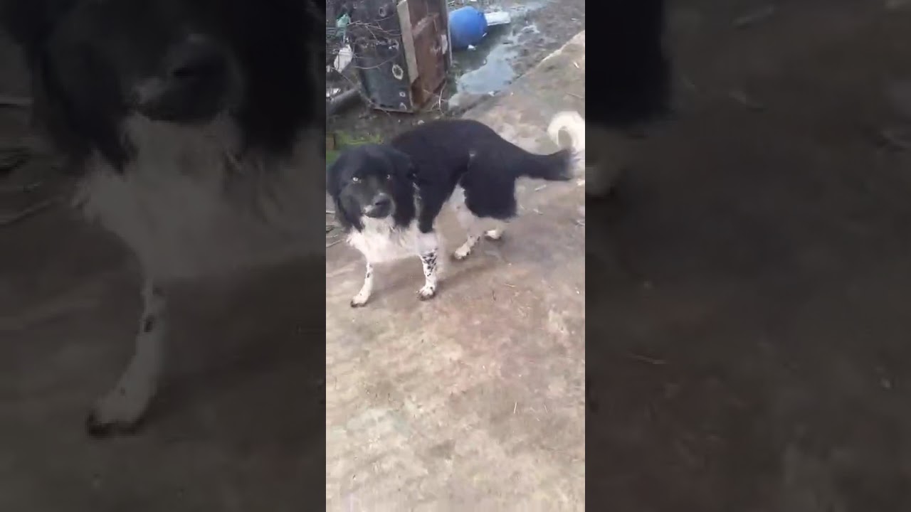 Youtube Vorschau - Video ID Z-icK7DmyDA