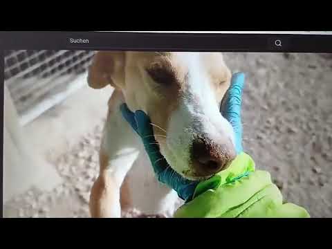 Youtube Vorschau - Video ID ZM5ZS9t_jQk