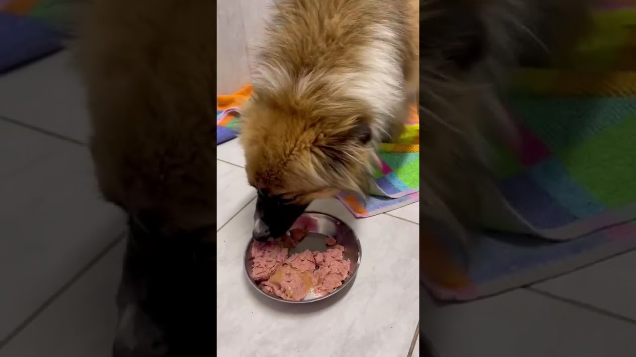 Youtube Vorschau - Video ID ZPl9qfgvpnc