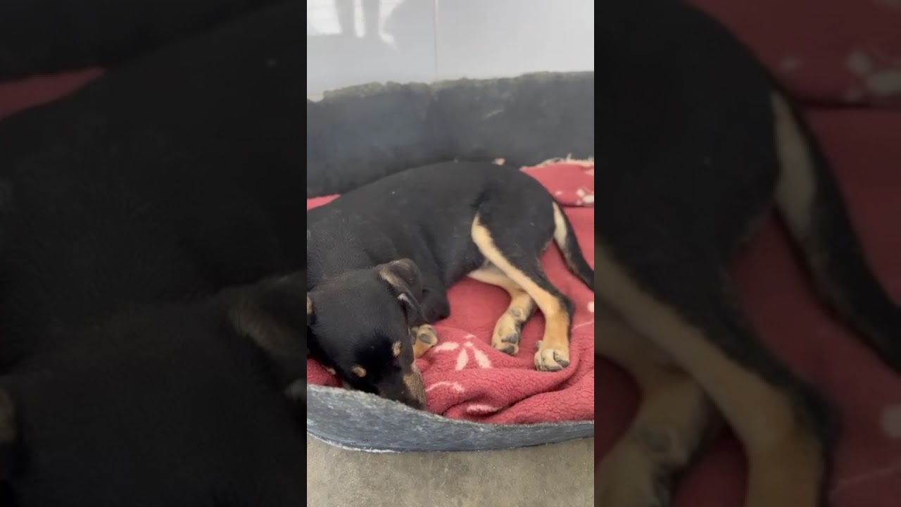 Youtube Vorschau - Video ID ZUIn2qo9Dc8