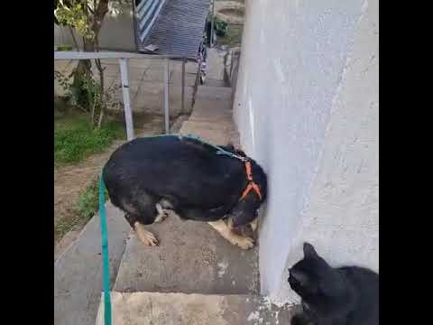 Youtube Vorschau - Video ID Zq8MQV3Vd5Y