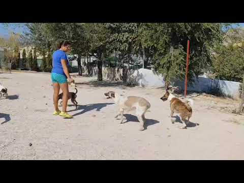 Youtube Vorschau - Video ID _3LM5kxIbeg