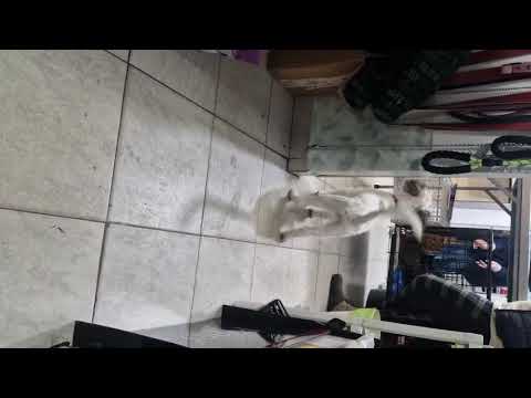 Youtube Vorschau - Video ID _A8uPYQE0fQ