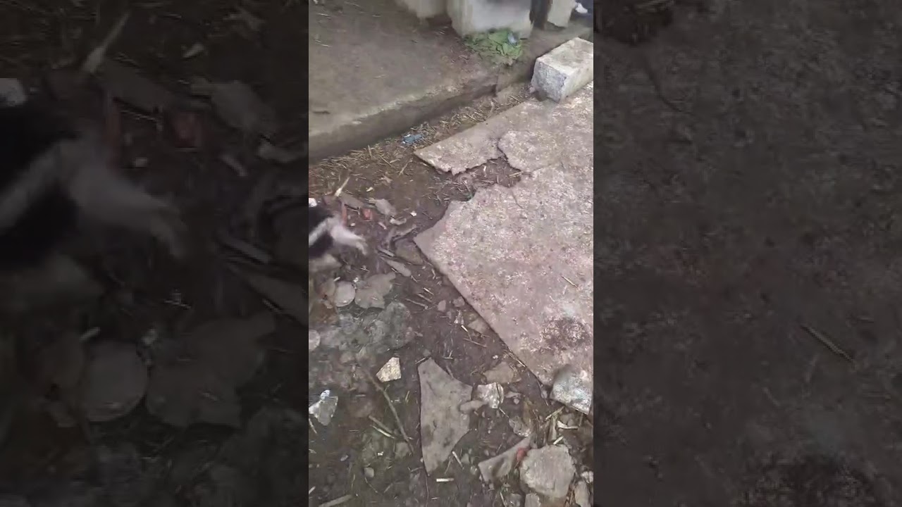 Youtube Vorschau - Video ID _AQ-Jwj4DfQ