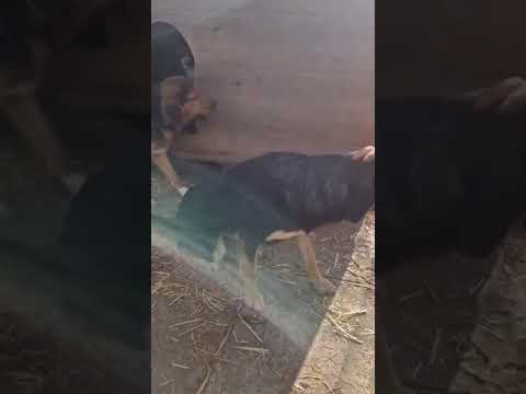 Youtube Vorschau - Video ID _E1gzU-Uhh4