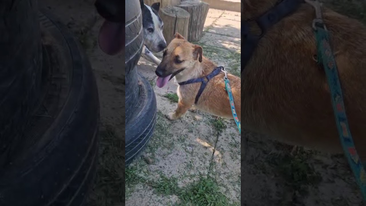 Youtube Vorschau - Video ID _HZ90hXdykI