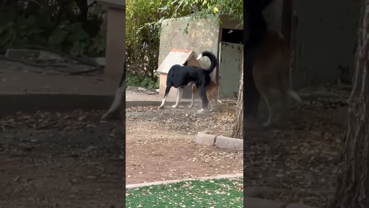 Youtube Vorschau - Video ID _LwkBcNdhEY