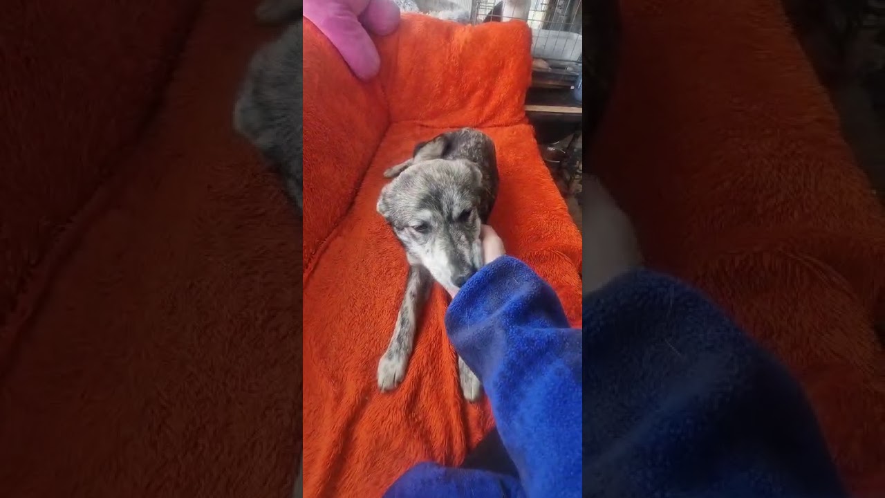 Youtube Vorschau - Video ID _Oa2ZJg8I7I