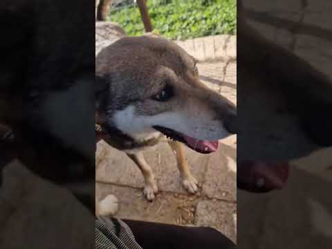 Youtube Vorschau - Video ID _TdM5tFVgZg