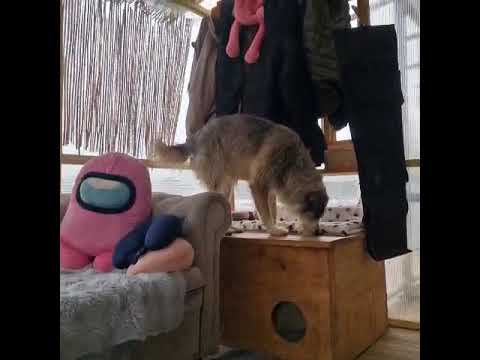 Youtube Vorschau - Video ID _VSH5EPhnaE