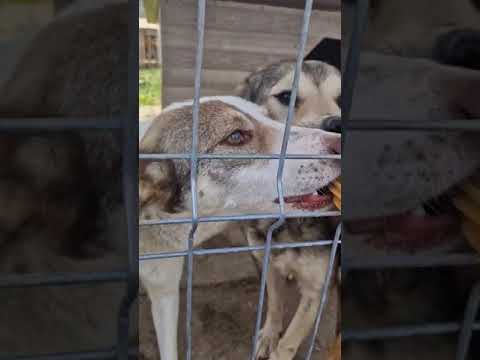 Youtube Vorschau - Video ID _dcZid0DcKY