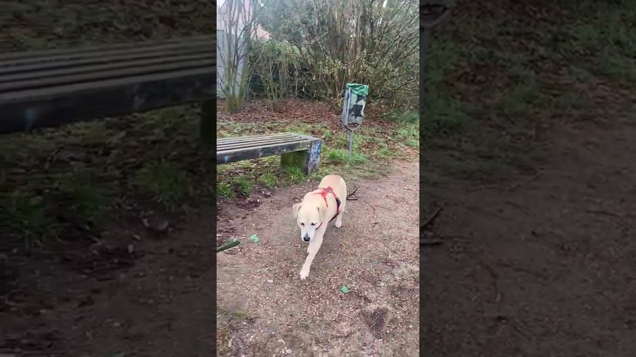 Youtube Vorschau - Video ID _hMt_dgDt_A