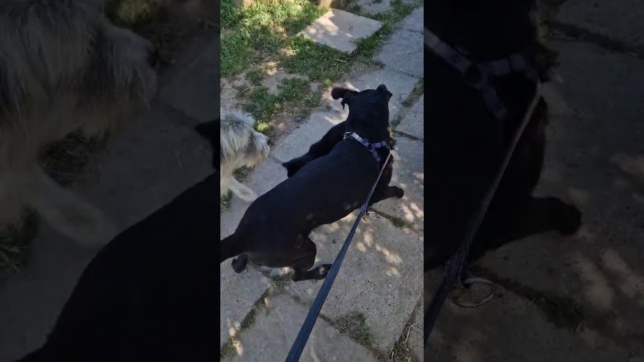 Youtube Vorschau - Video ID _r9hvvbpUqM