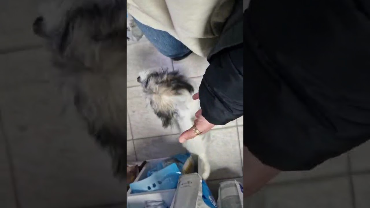 Youtube Vorschau - Video ID _x9hn1l1kmU