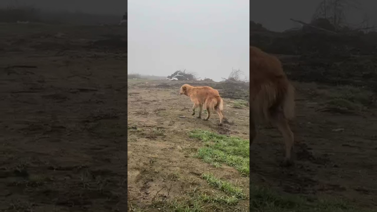 Youtube Vorschau - Video ID a8S4AvCQGD4