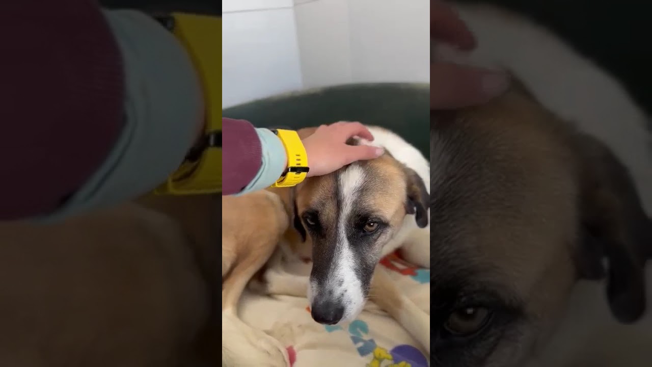 Youtube Vorschau - Video ID aaCeenZsQpw