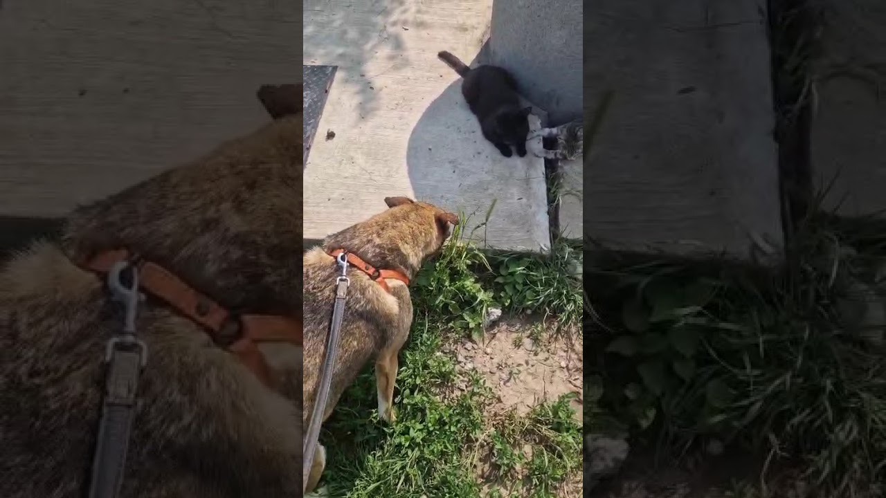 Youtube Vorschau - Video ID b_k9ZXxou-Y