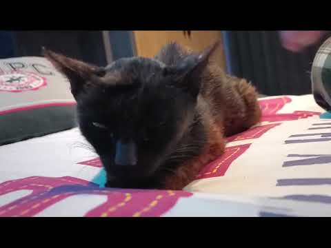 Youtube Vorschau - Video ID biyfSOCLTrA