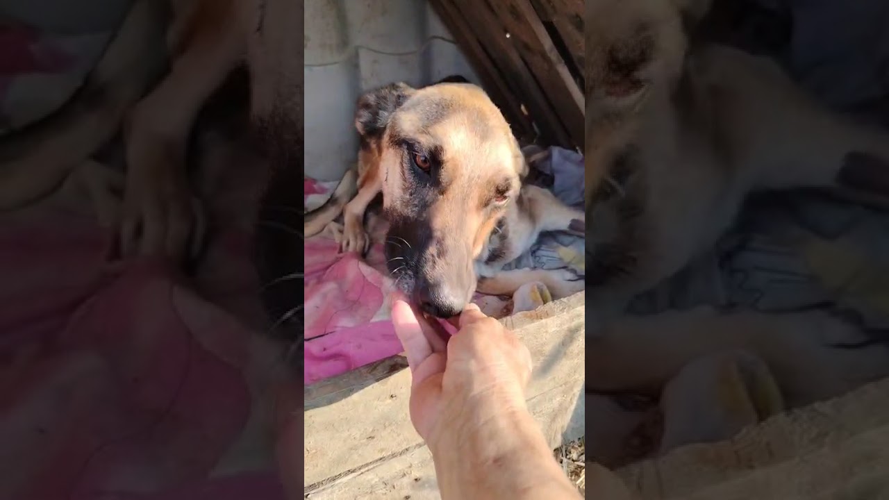 Youtube Vorschau - Video ID bmkt3FgF2Gk