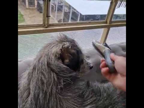 Youtube Vorschau - Video ID bzPjZ1awtYI