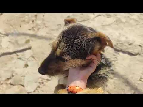 Youtube Vorschau - Video ID cNZ17TTXT2I