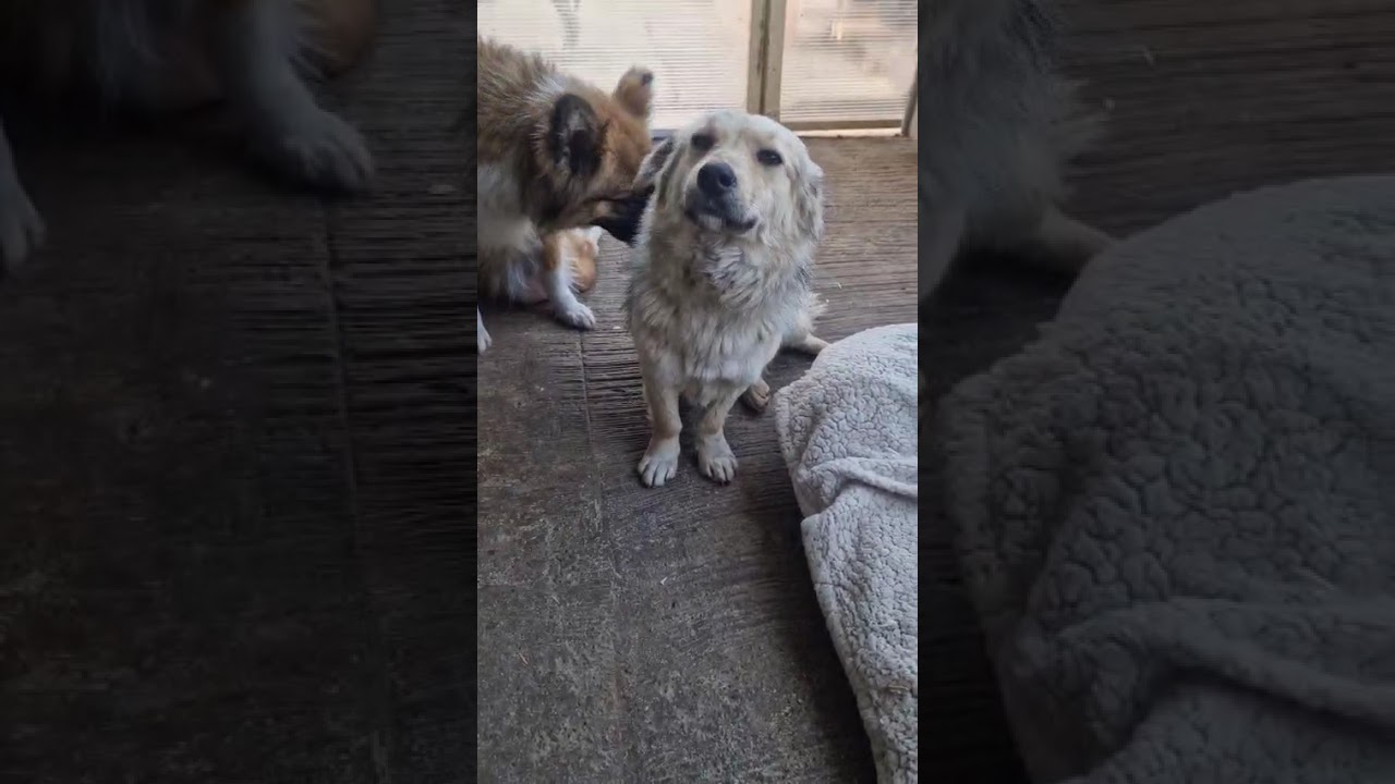 Youtube Vorschau - Video ID cciE5_qrL_c