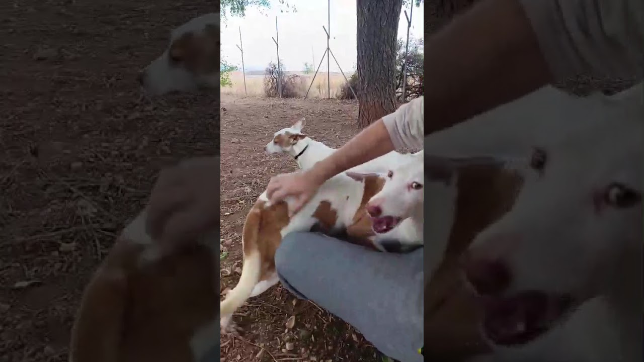 Youtube Vorschau - Video ID cgaeVwR2zEI