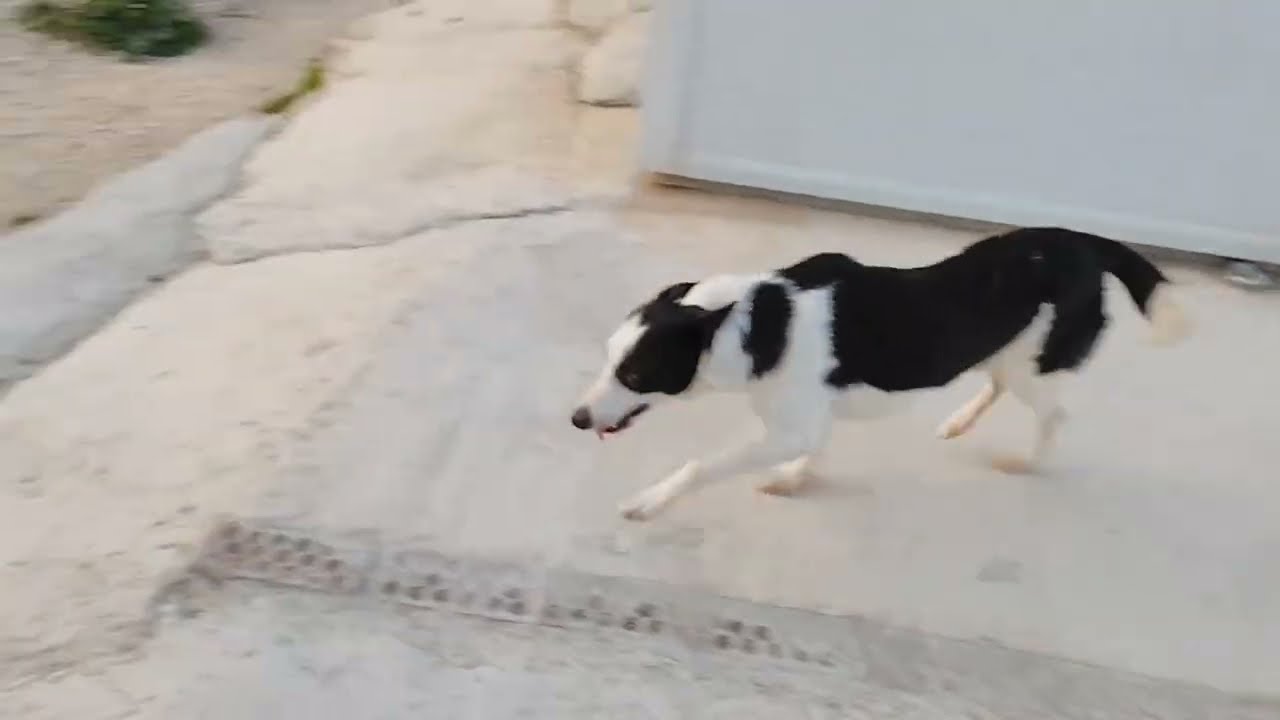 Youtube Vorschau - Video ID dE3mEXXckzo