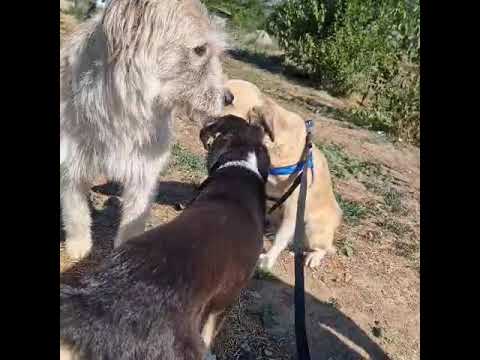 Youtube Vorschau - Video ID dHW-_acWzKY