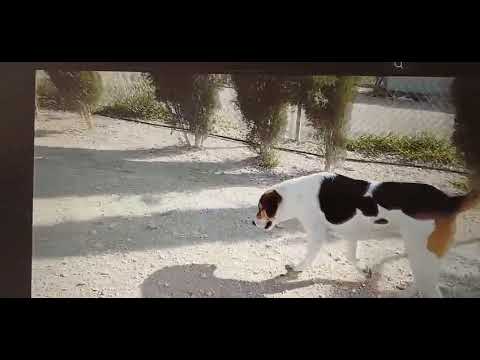 Youtube Vorschau - Video ID dRKNQ1HhmcI