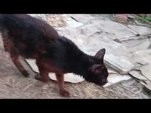 Youtube Vorschau - Video ID dXPZYIRXJMQ