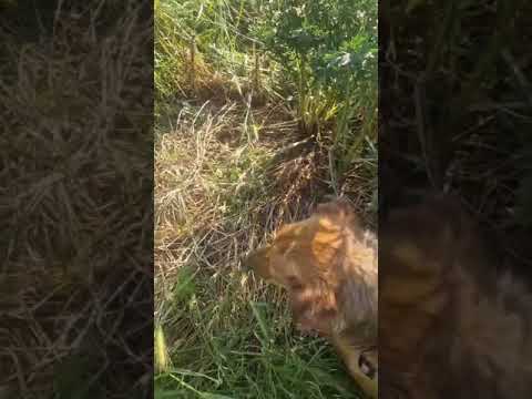 Youtube Vorschau - Video ID daV8NCaKHgc