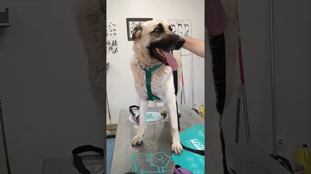 Youtube Vorschau - Video ID dbVMCvFNMHo