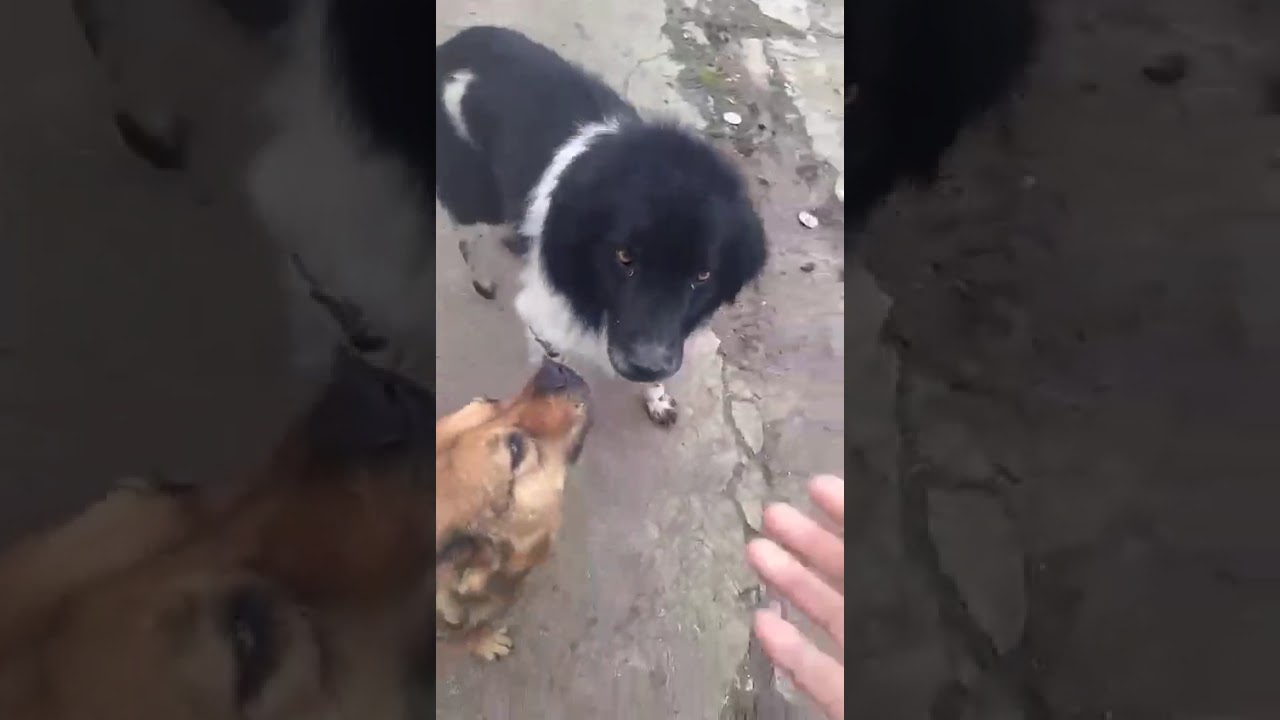 Youtube Vorschau - Video ID deVg4GOFOH8