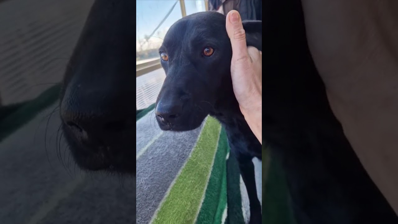 Youtube Vorschau - Video ID dzV6XyWMCH8